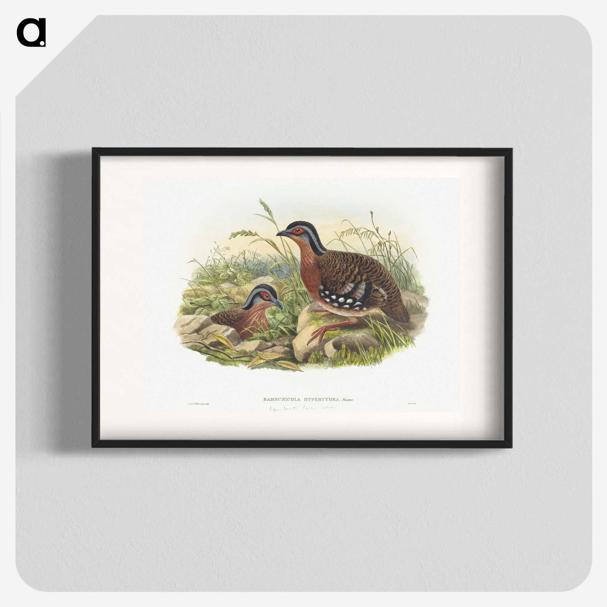1-76_John-Gould_blk