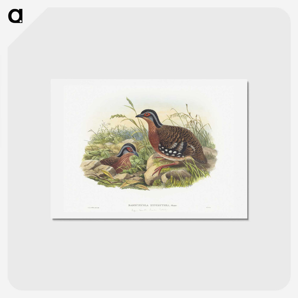 1-76_John-Gould_hagaki