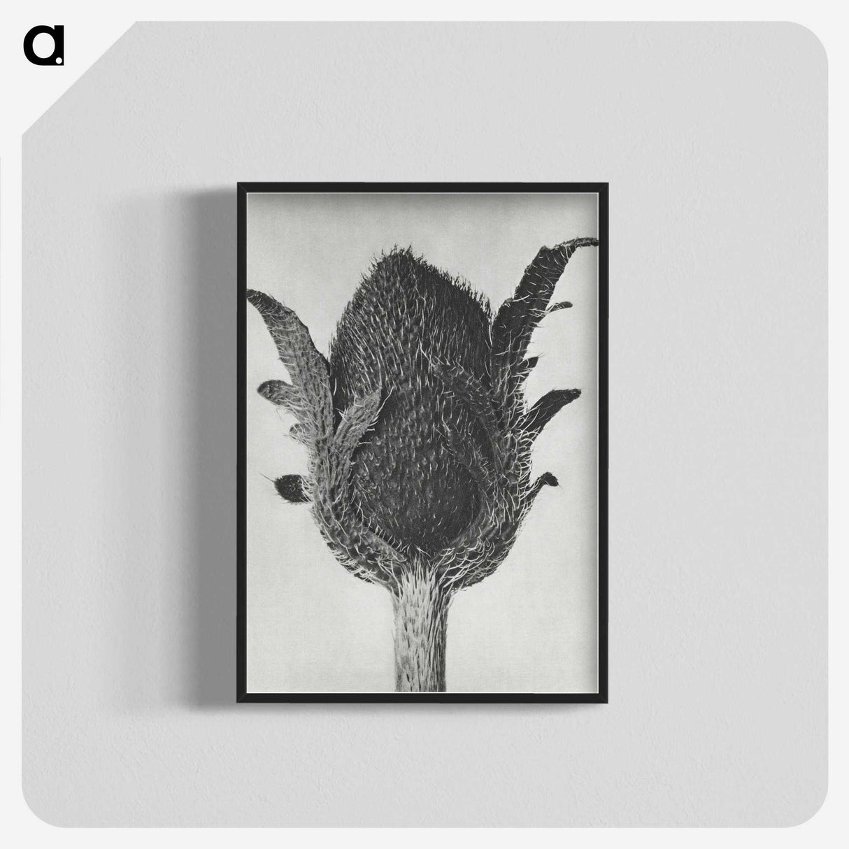1-76_Karl-Blossfeldt_blk-crop