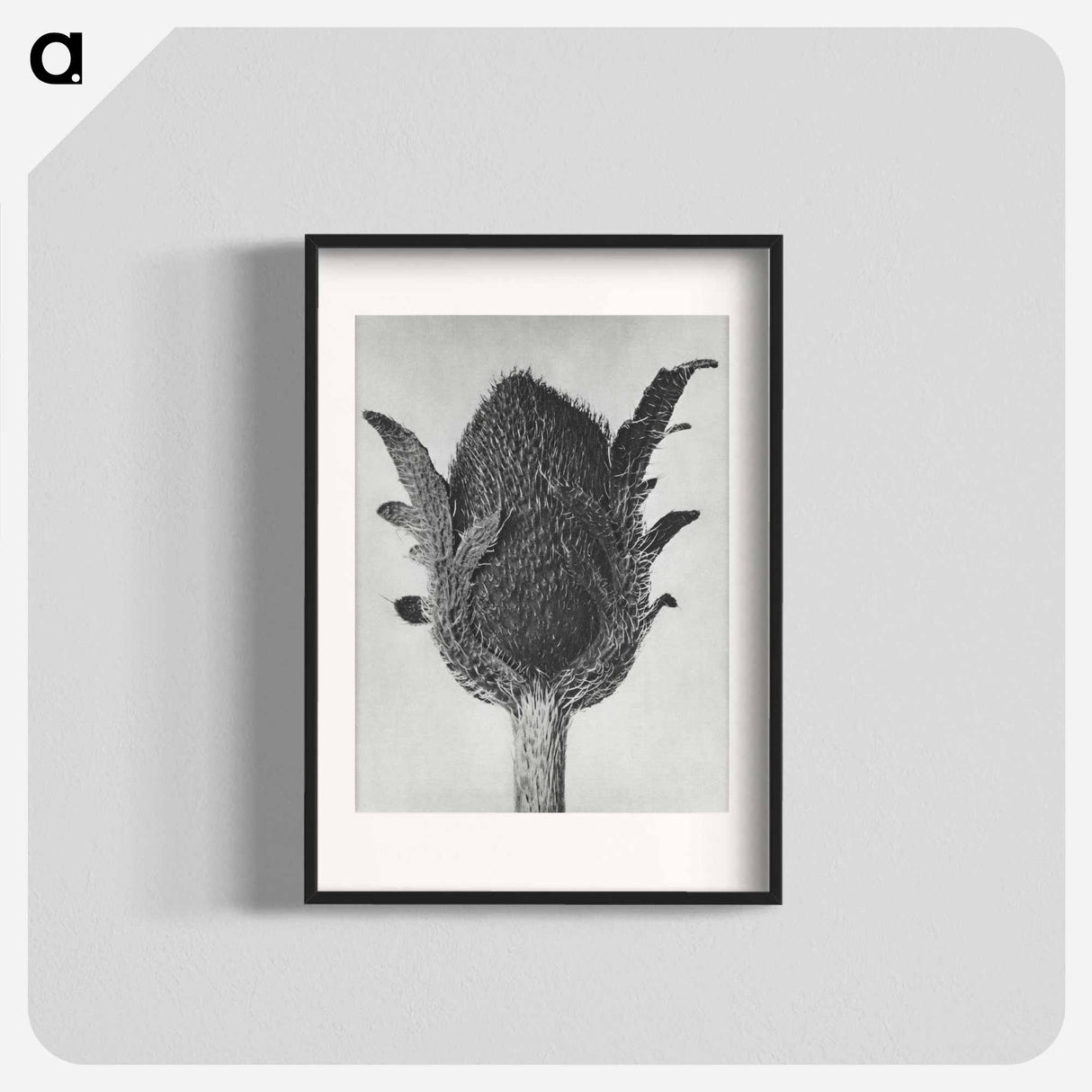 アートポスター-Papaver orientale - カール ブロスフェルト Poster.