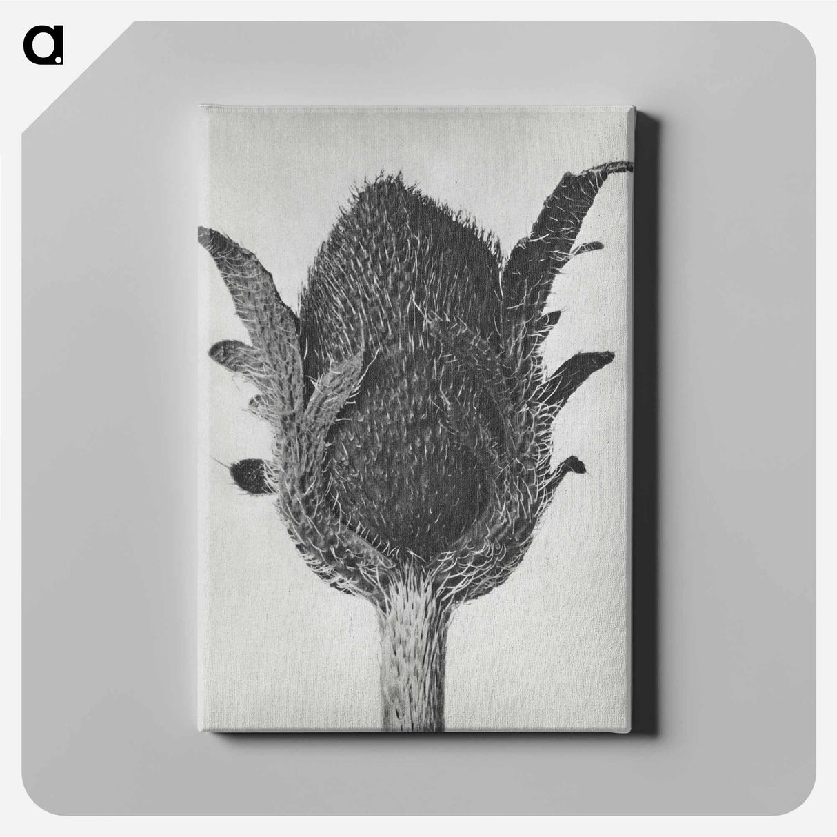 アートパネル-Papaver orientale - カール ブロスフェルト Canvas.