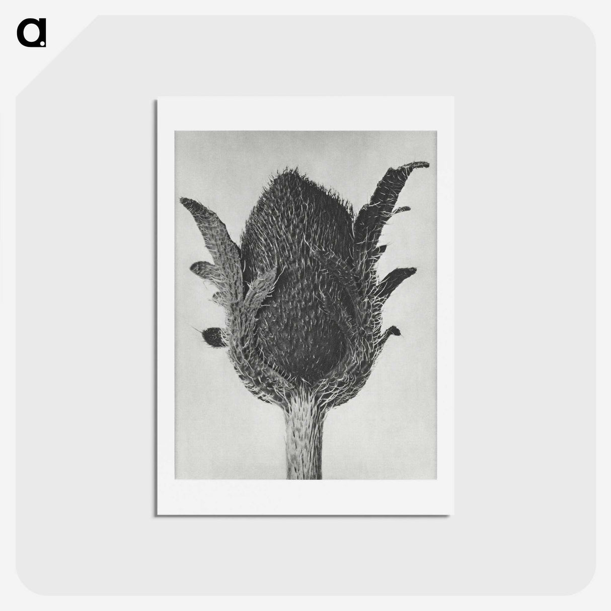 1-76_Karl-Blossfeldt_hagaki