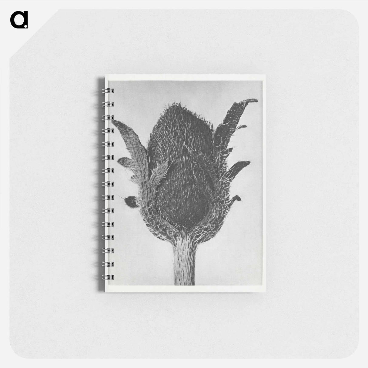 Papaver orientale - カール ブロスフェルト Memo.