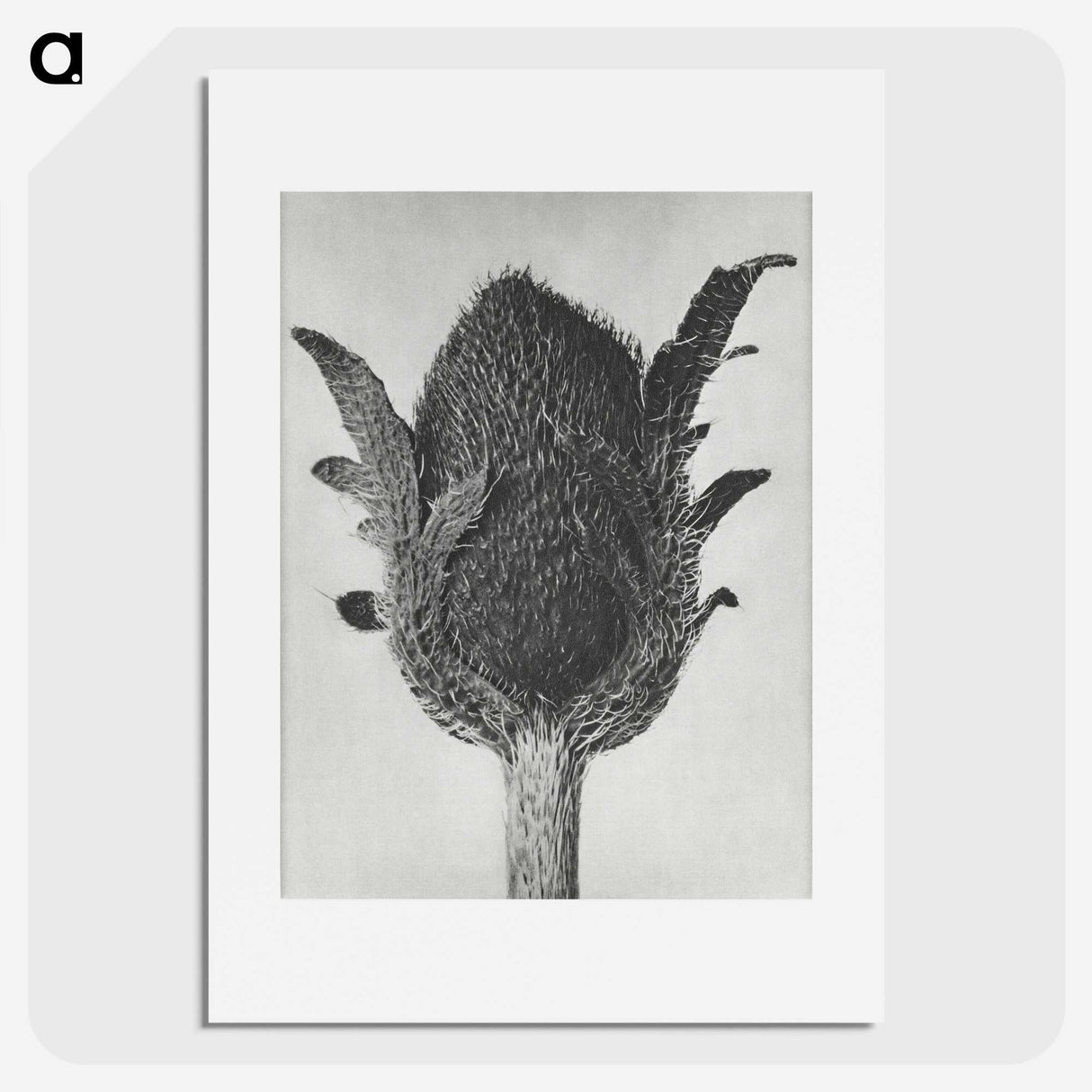 1-76_Karl-Blossfeldt_picture