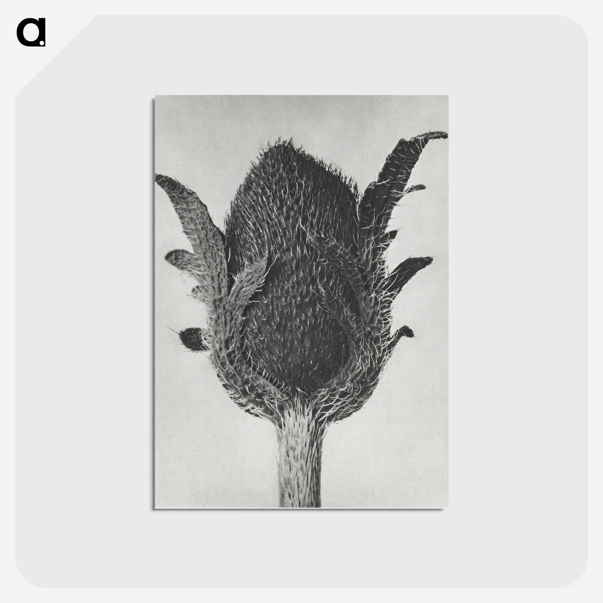 1-76_Karl-Blossfeldt_postcard