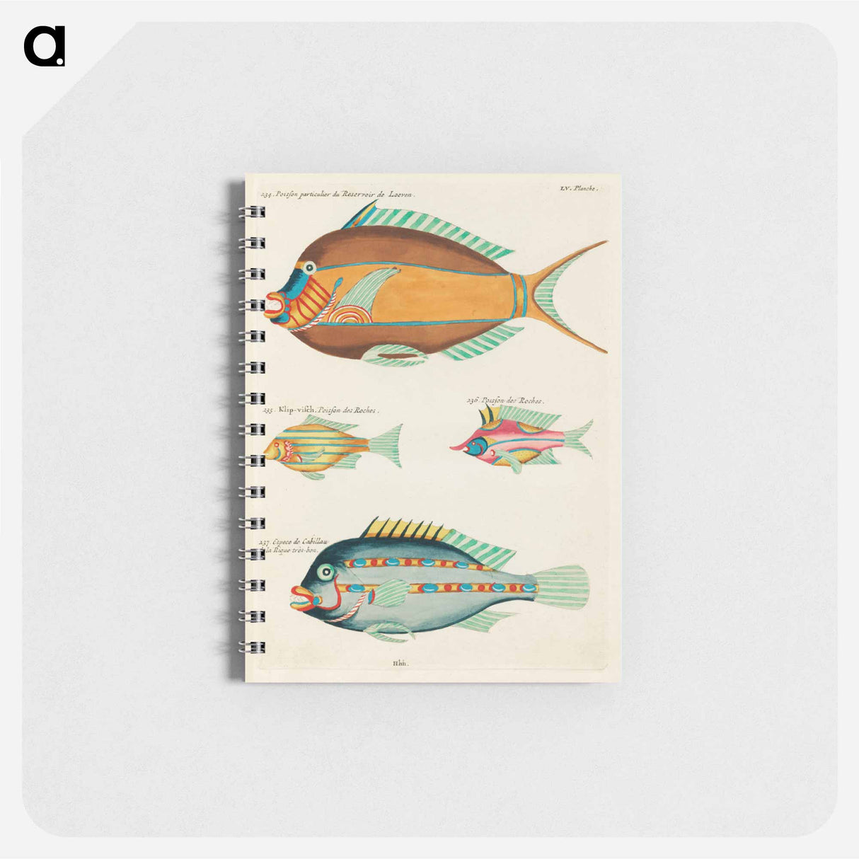 Moluccan Fishes
- Louis Renard Memo.