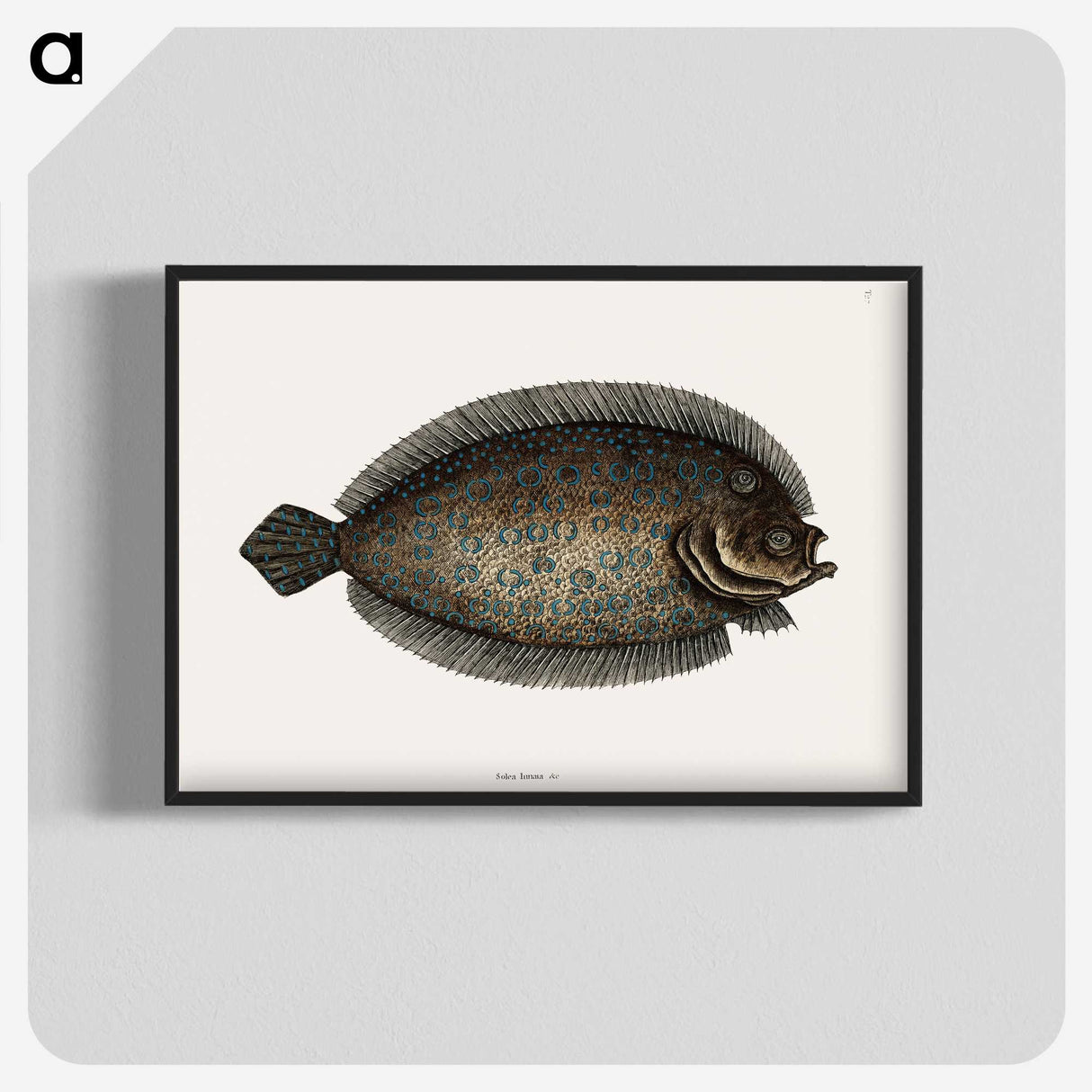 1-76_Mark-Catesby_blk-crop