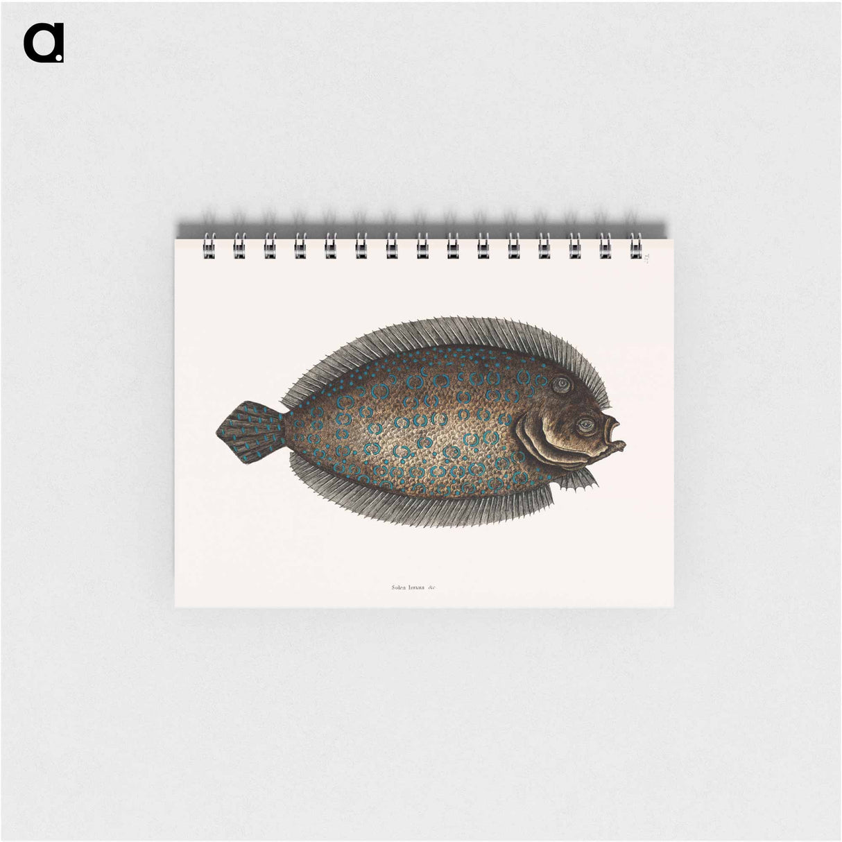 アートメモ帳-Sole Fish
- マーク ケイツビー Memo.