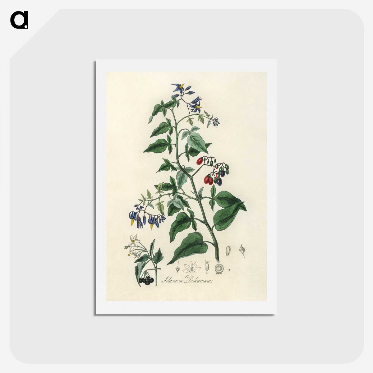 1-76_Medical-Botany_hagaki