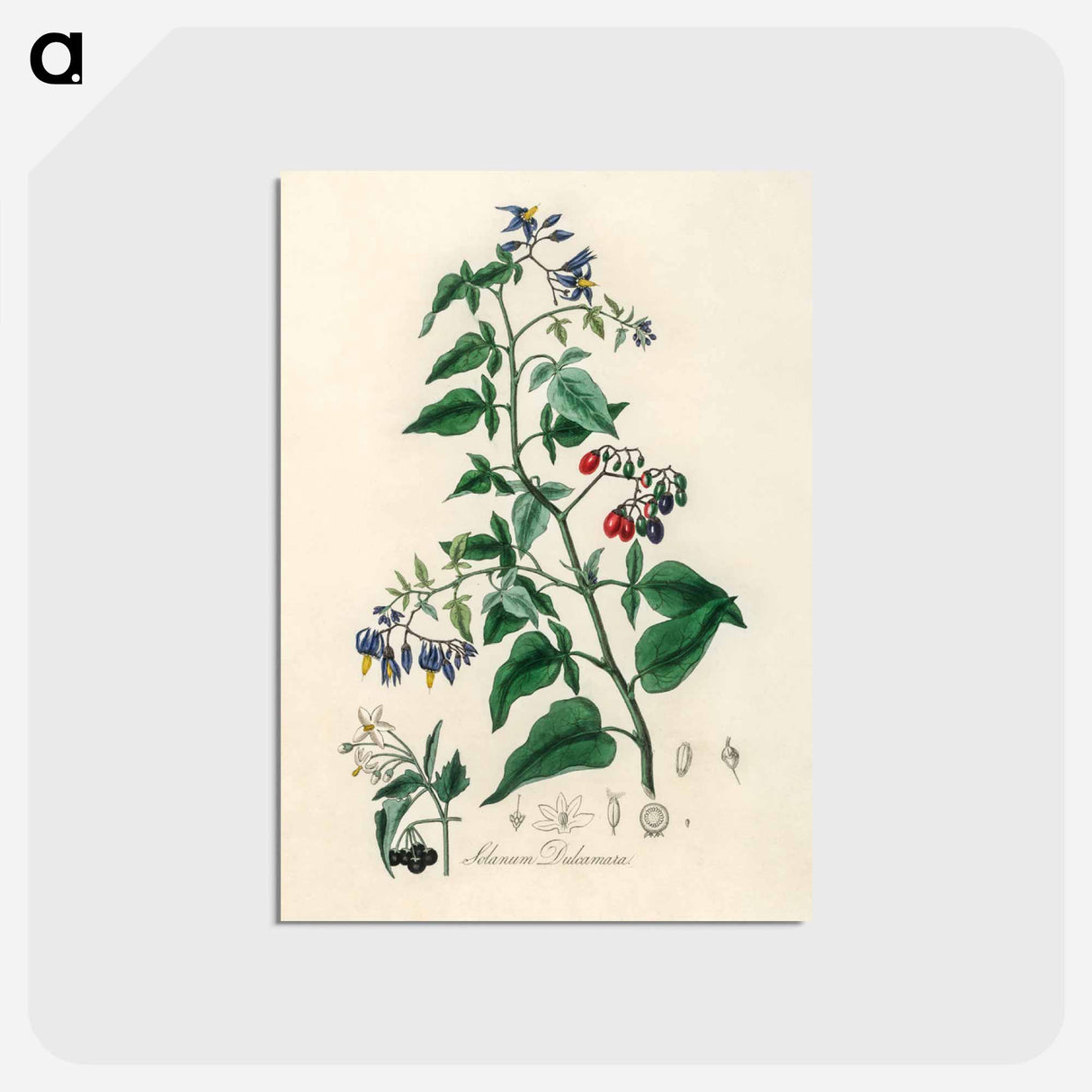 アートポストカード-Bittersweet (Solanum dulcamara)
- 薬用植物学 Postcard.