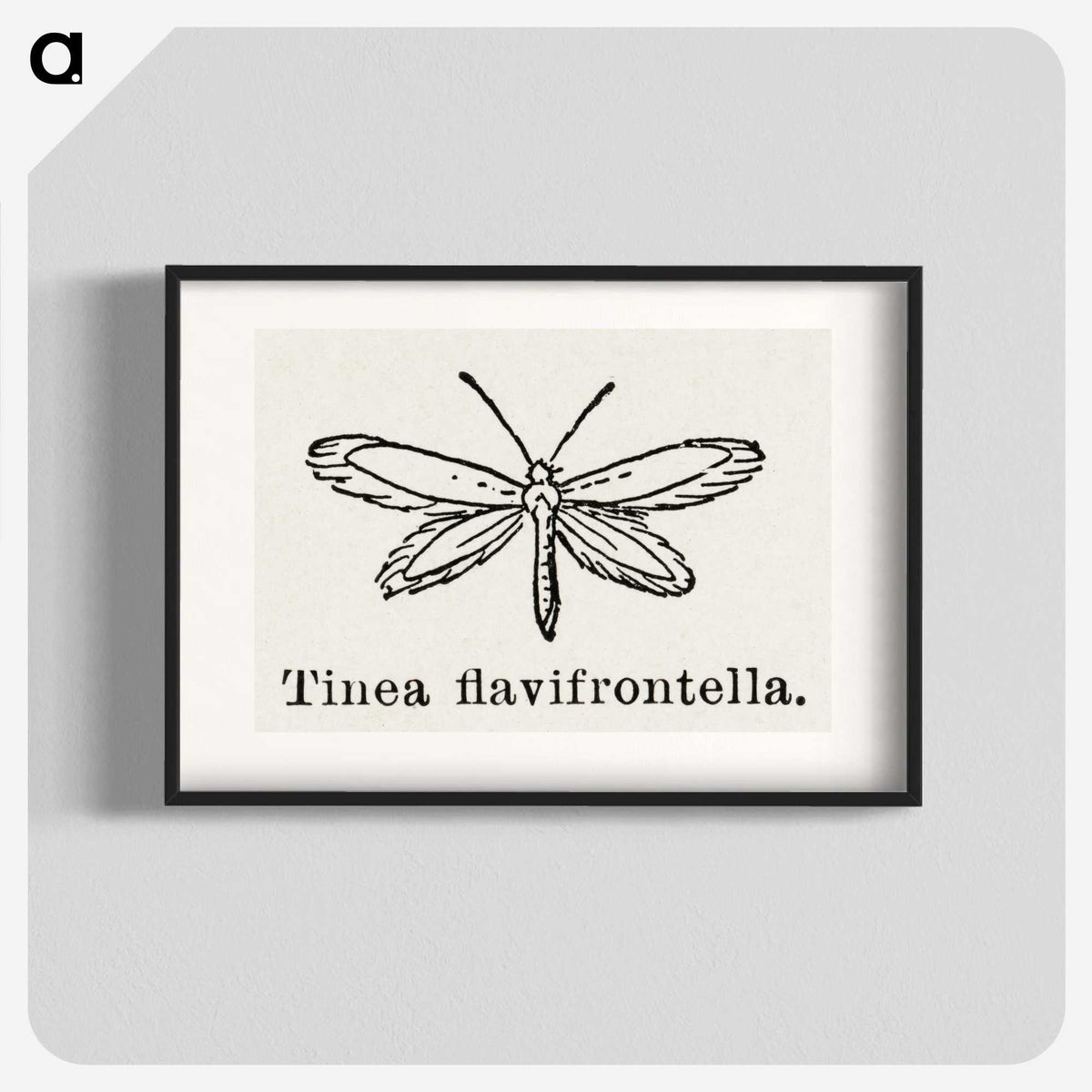 1-76_Moths-and-Butterflies-of-the-United-States_blk