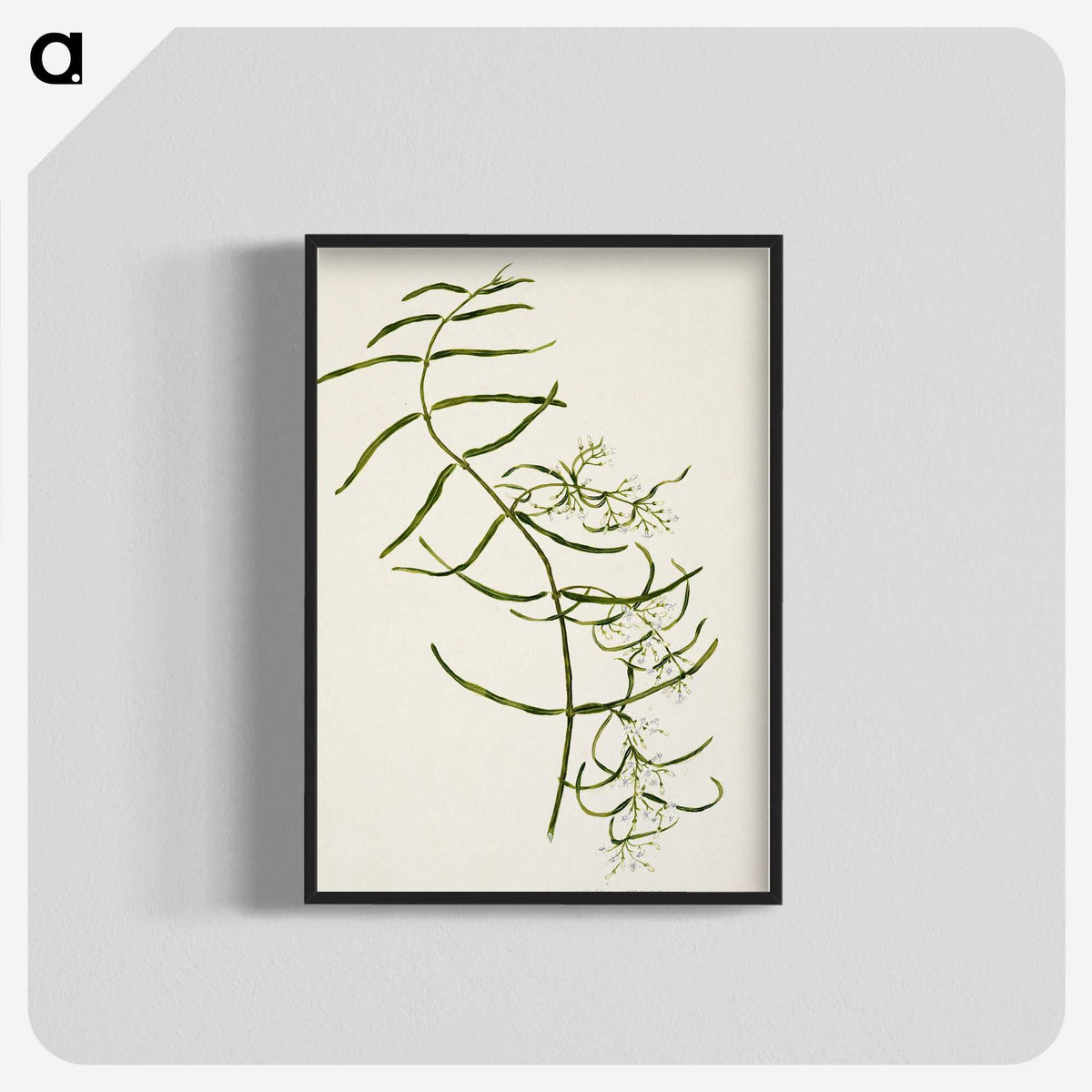 1-76_Native-Flowering-Plants-of-New-Zealand_blk-crop