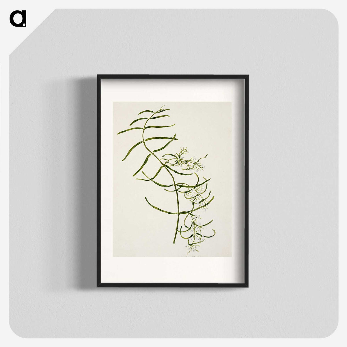 1-76_Native-Flowering-Plants-of-New-Zealand_blk