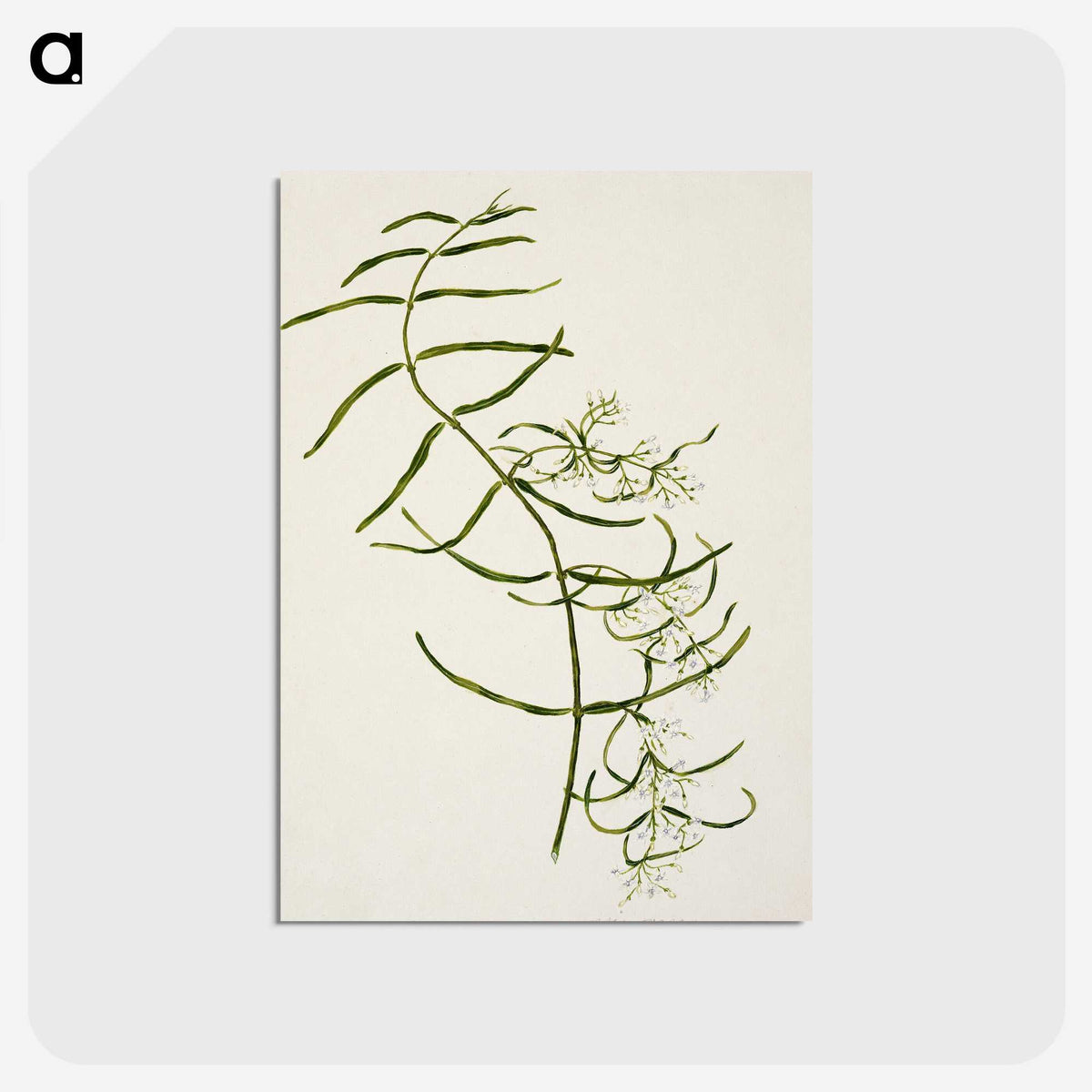 1-76_Native-Flowering-Plants-of-New-Zealand_postcard