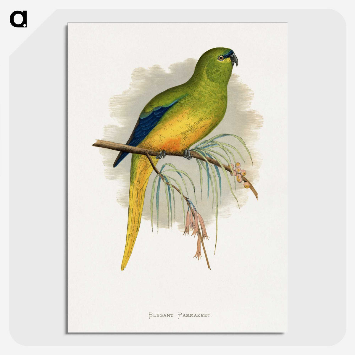 1-76_Parrots-in-Captivity_picture-crop