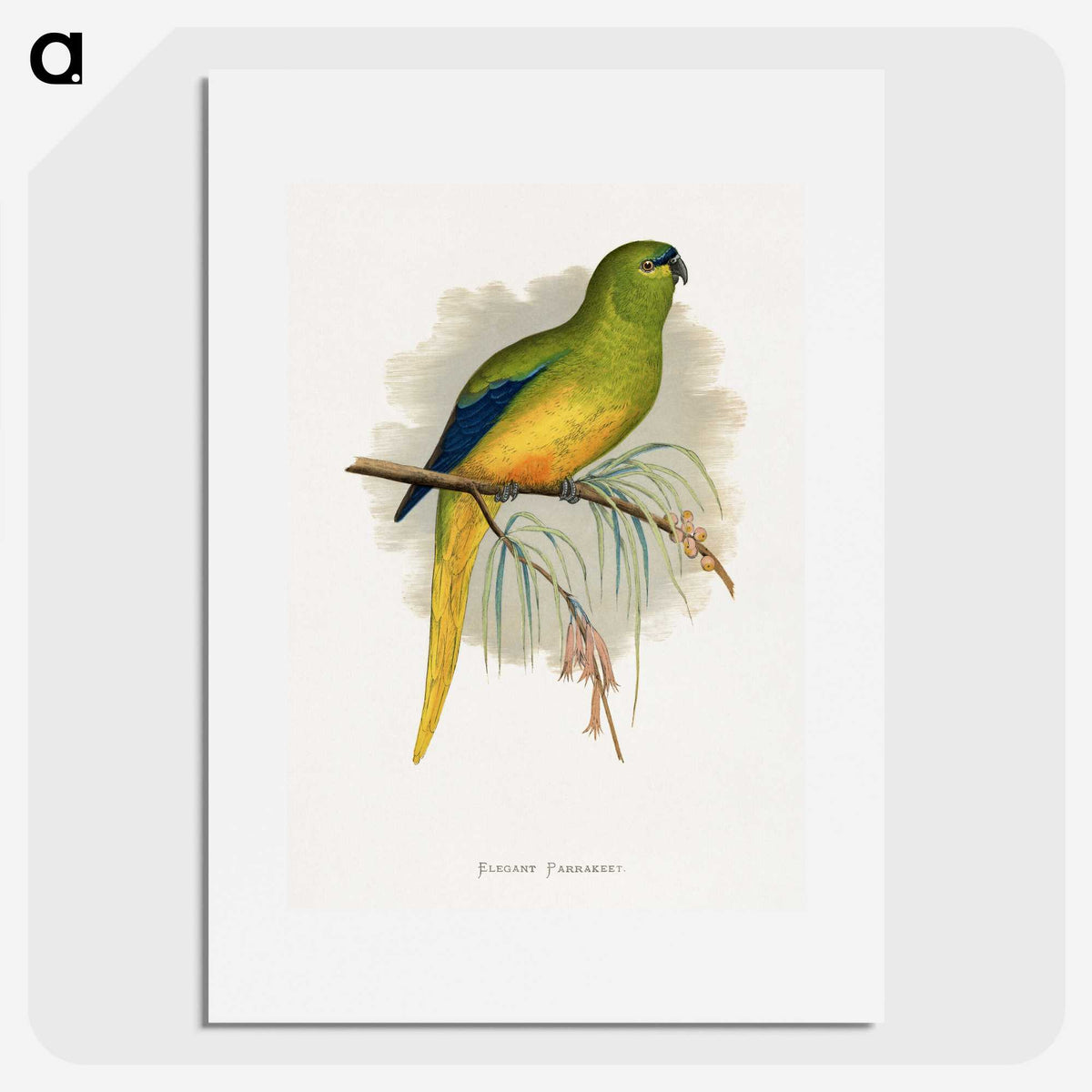 1-76_Parrots-in-Captivity_picture