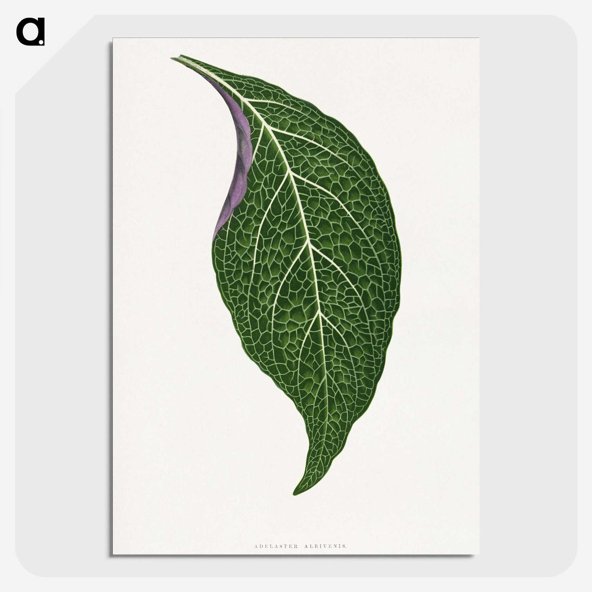 1-76_Plants-with-Colored-Foliage_picture-crop