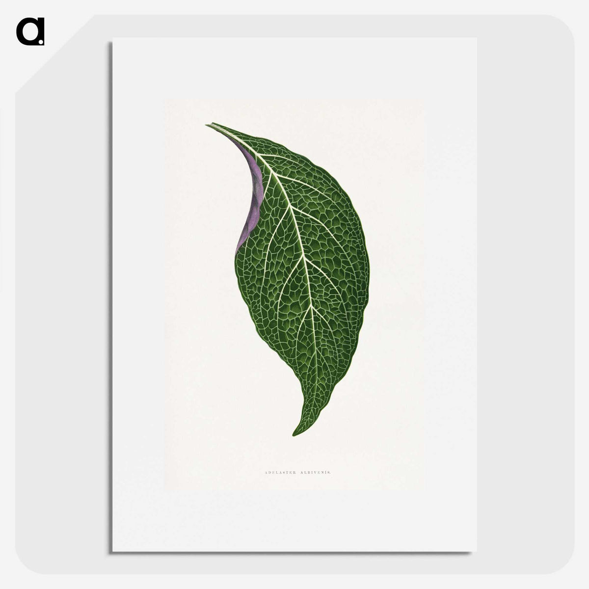 1-76_Plants-with-Colored-Foliage_picture