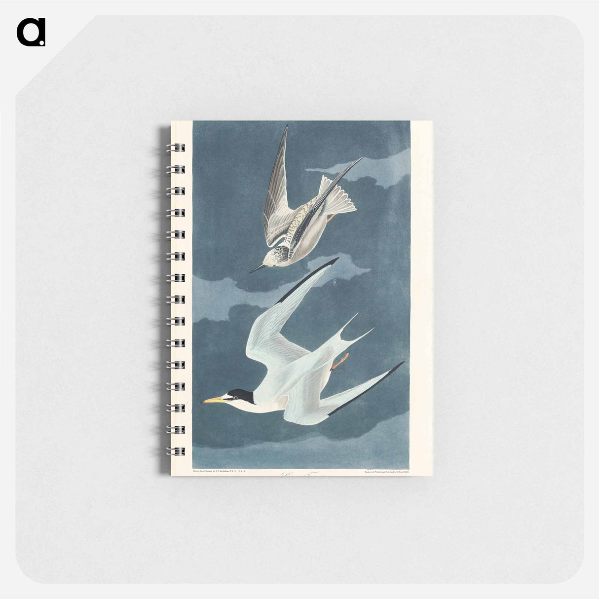 アートメモ帳-Lesser Tern from Birds of America
- アメリカの鳥たち Memo.