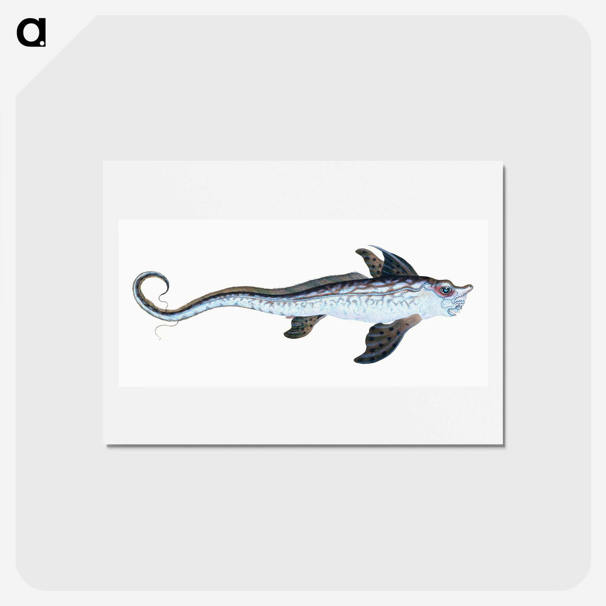 1-76_The-Natural-History-of-British-Fishes_hagaki