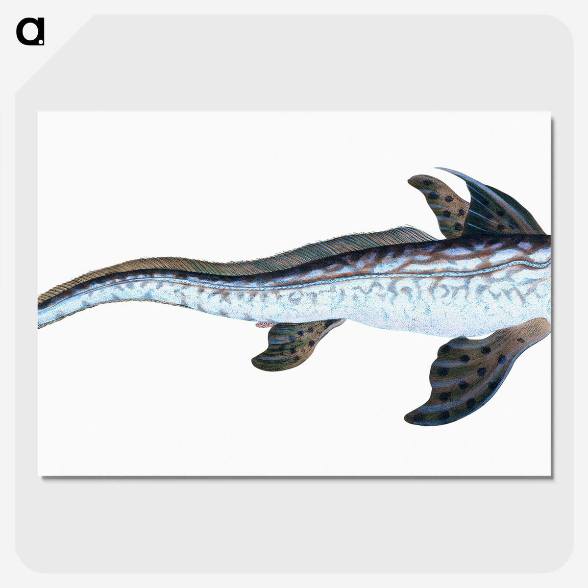 1-76_The-Natural-History-of-British-Fishes_picture-crop