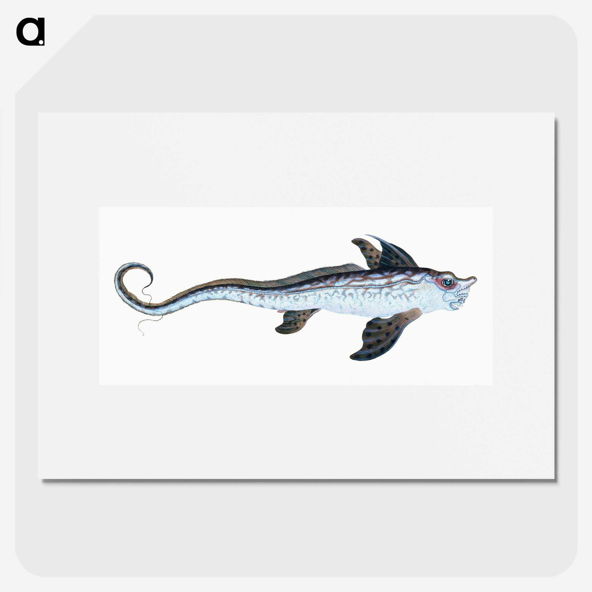 1-76_The-Natural-History-of-British-Fishes_picture