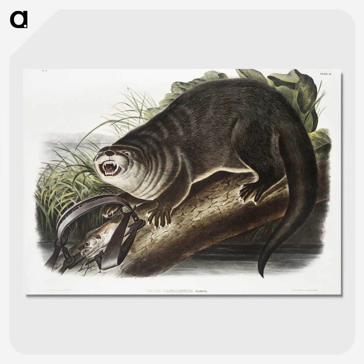 1-76_The-Viviparous-Quadrupeds_picture-crop