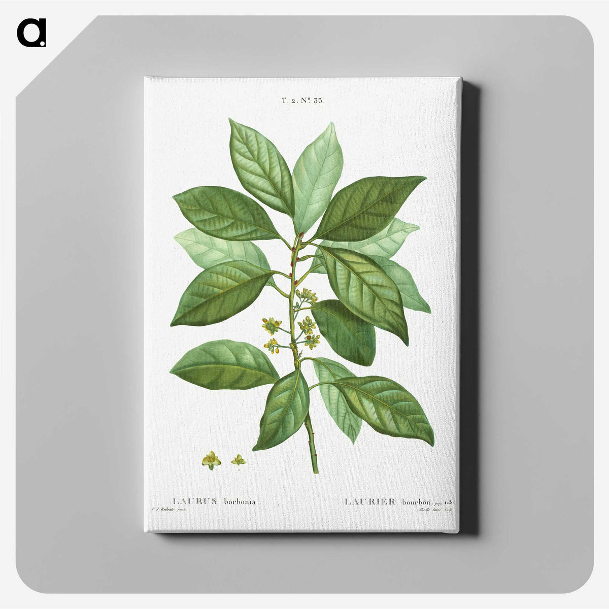 1-76_Treatise-on-Trees-and-Shrubs_canvas