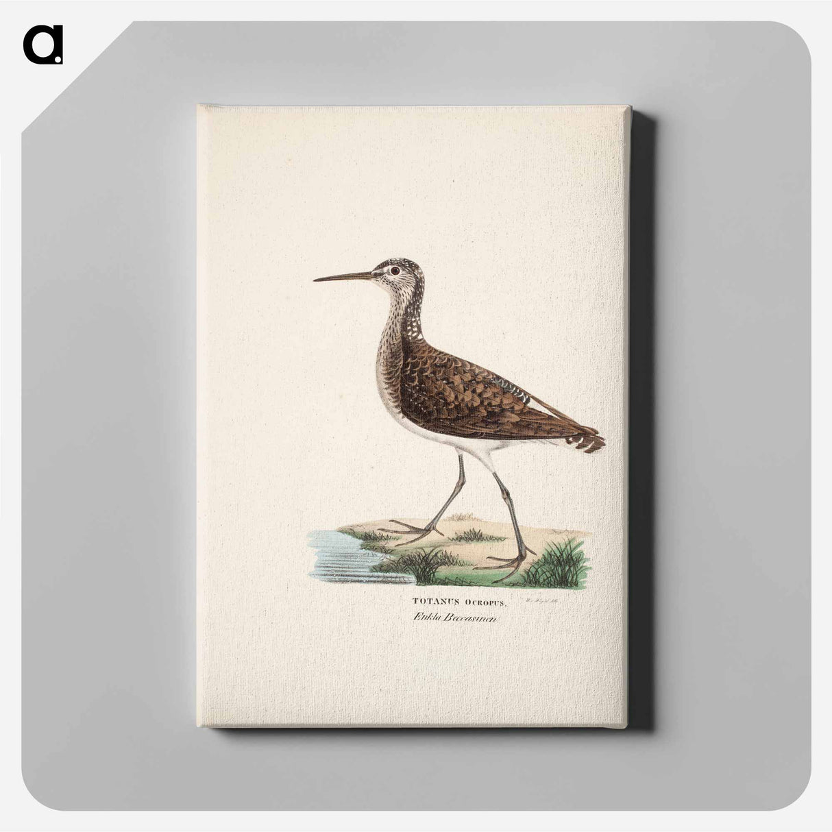 Green sandpiper - Wilhelm von Wright Canvas.