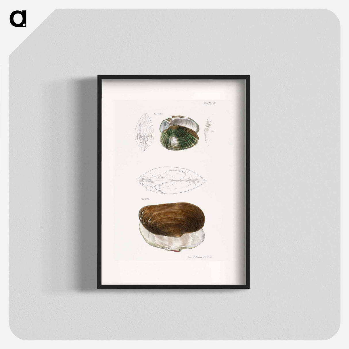 Alasmodon undulata. Anodon unadilla. - ニューヨークの動物学 Poster.