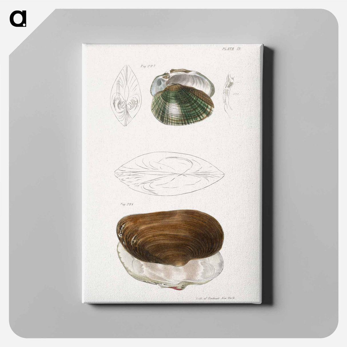 Alasmodon undulata. Anodon unadilla. - ニューヨークの動物学 Canvas.