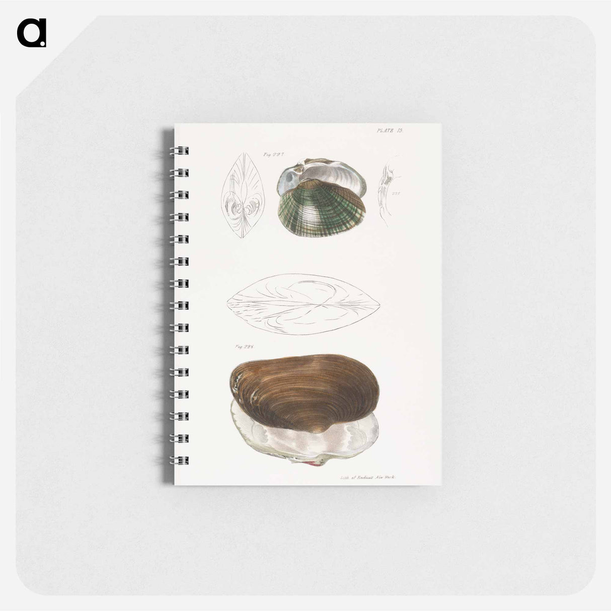 Alasmodon undulata. Anodon unadilla. - ニューヨークの動物学 Memo.