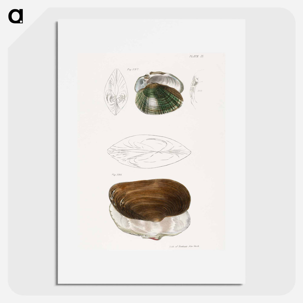 アートポスター-Alasmodon undulata. Anodon unadilla. - ニューヨークの動物学 Poster.