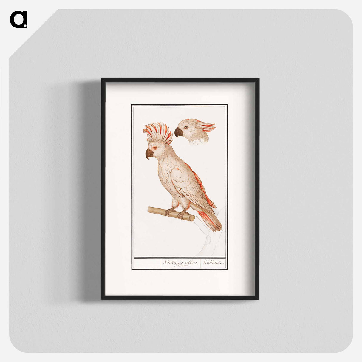 Salmon-crested cockatoo - アンセルムス ボエティウス デ ブート Poster.
