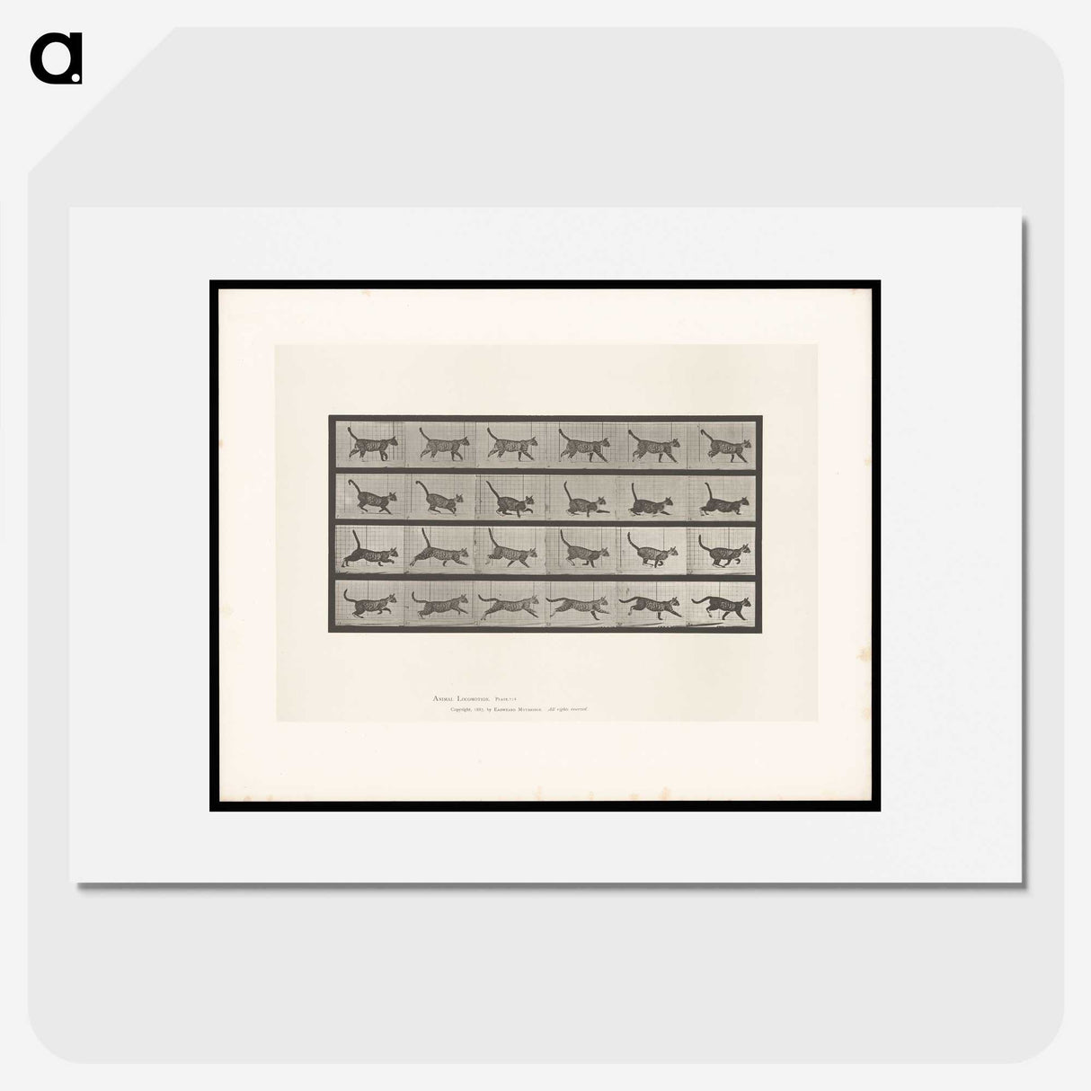 1-77_Eadweard-Muybridge_picture
