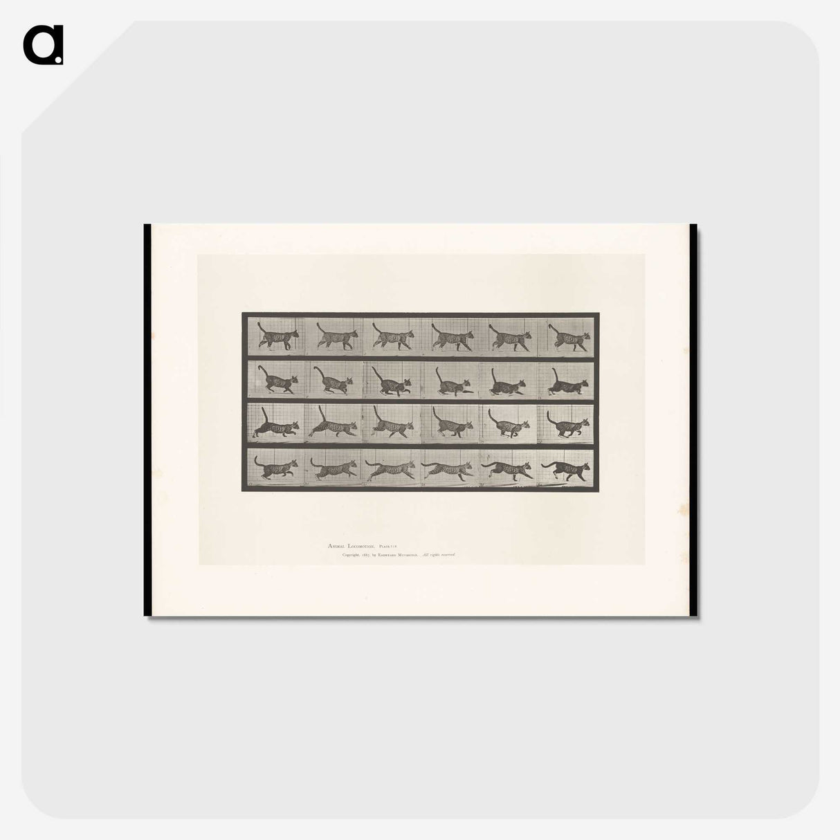 1-77_Eadweard-Muybridge_postcard