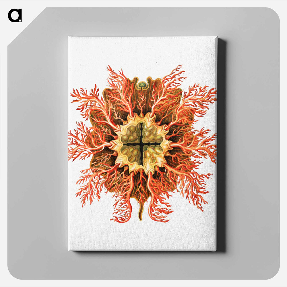 Colorful vintage tunicate illustration - エルンスト ヘッケル Canvas.