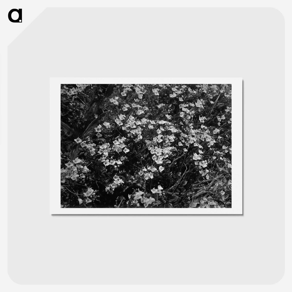 1-77_Frederick-Charles-Brockett_hagaki