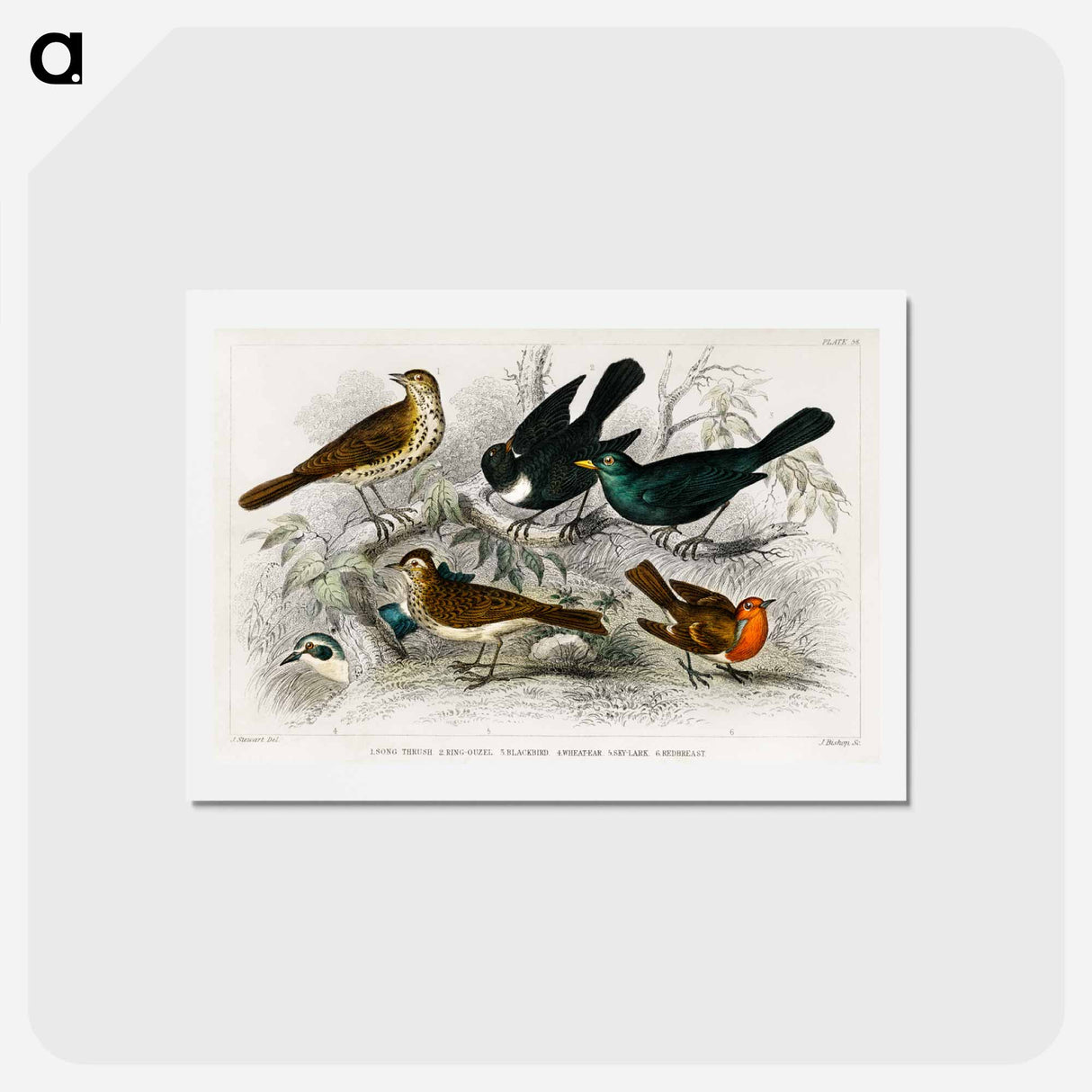 アートポストカード-British Songbirds
- ゴールドスミスの生き生きとした自然 Postcard.
