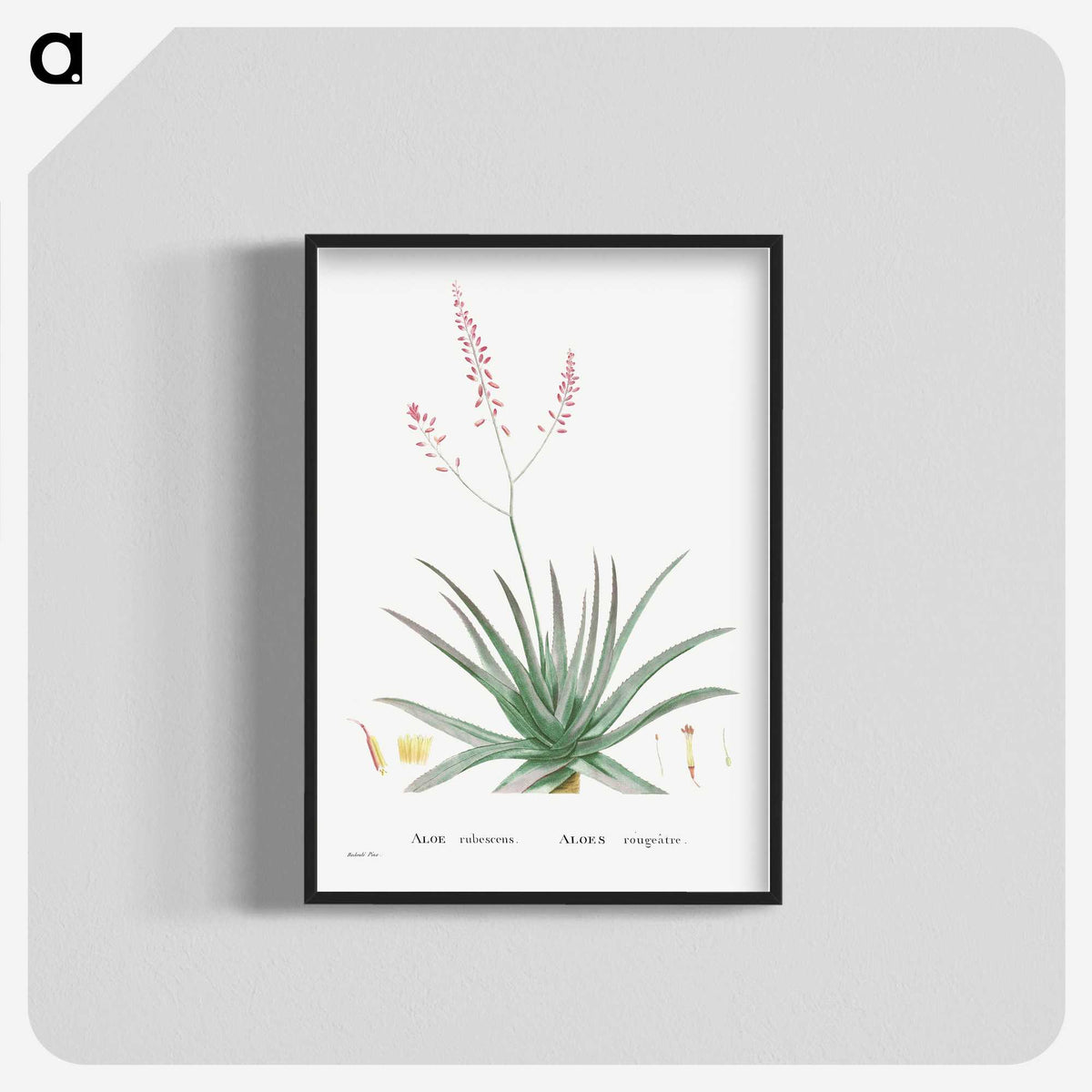 1-77_Histoire-des-Plantes-Grasses_blk-crop