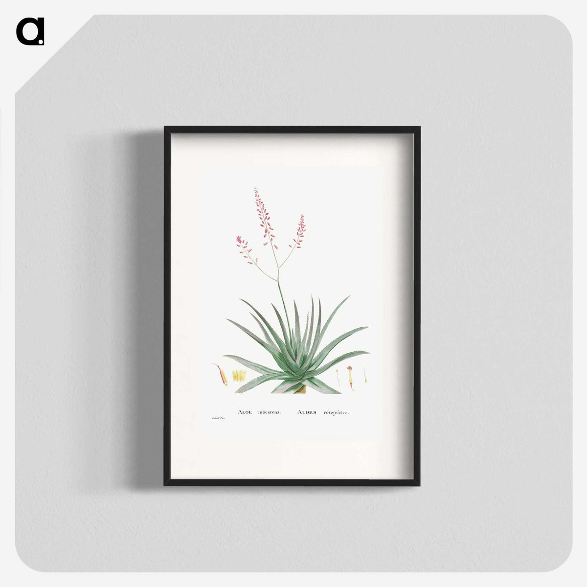 1-77_Histoire-des-Plantes-Grasses_blk