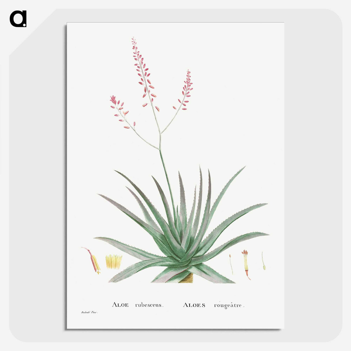 1-77_Histoire-des-Plantes-Grasses_picture-crop