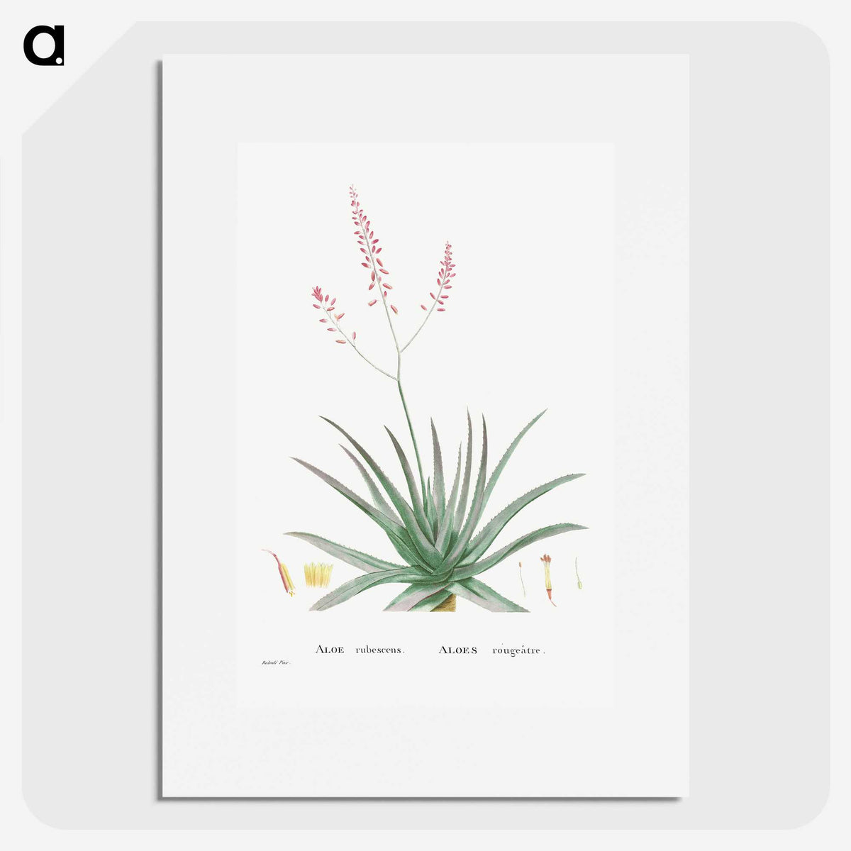 1-77_Histoire-des-Plantes-Grasses_picture