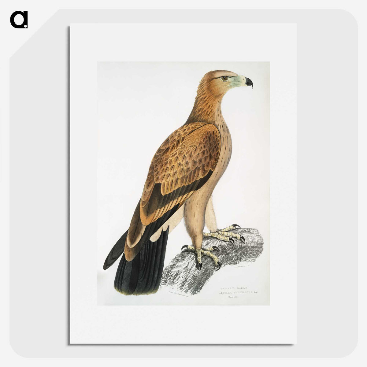 1-77_Indian-Zoology_picture