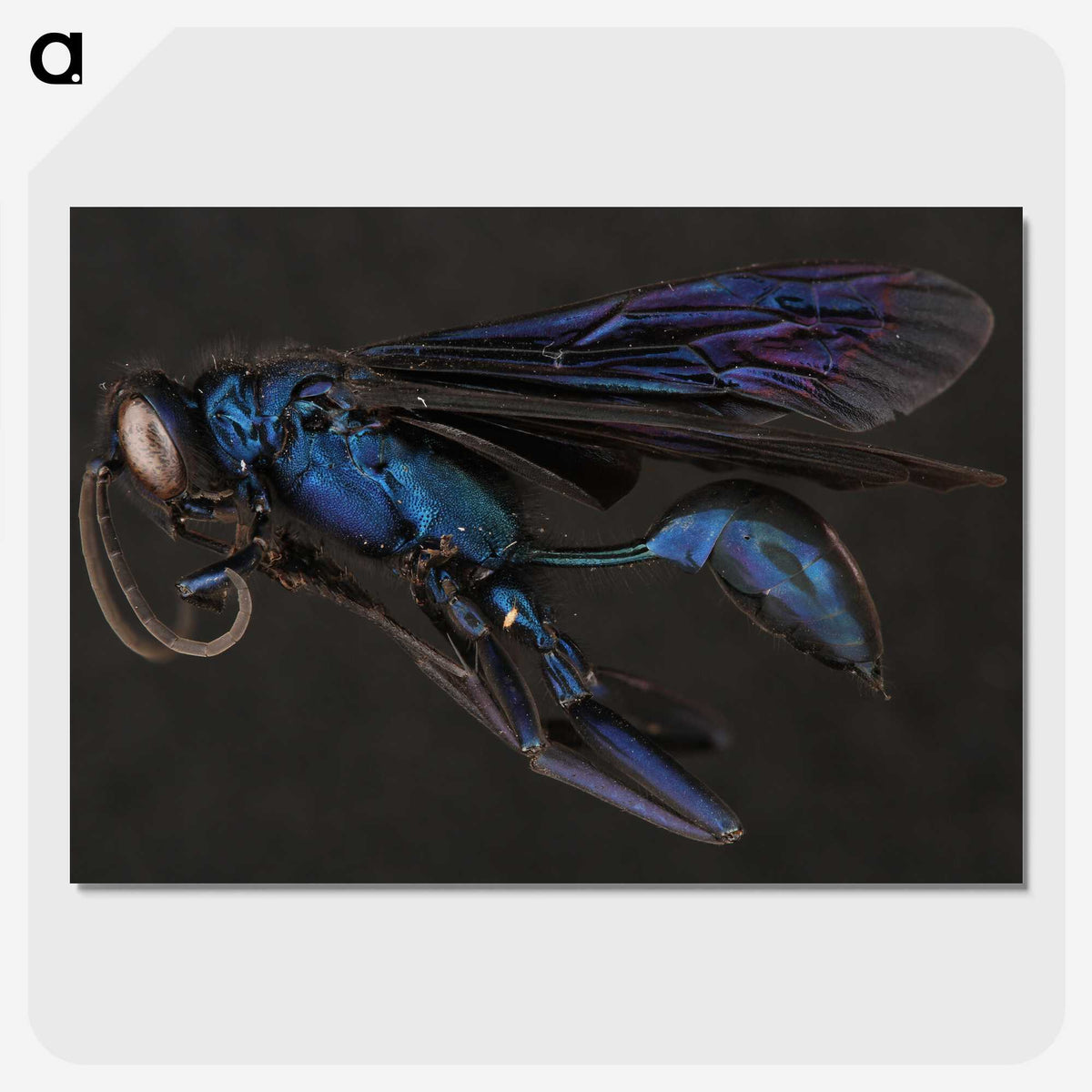 1-77_Insects-Unlocked-Project_picture-crop