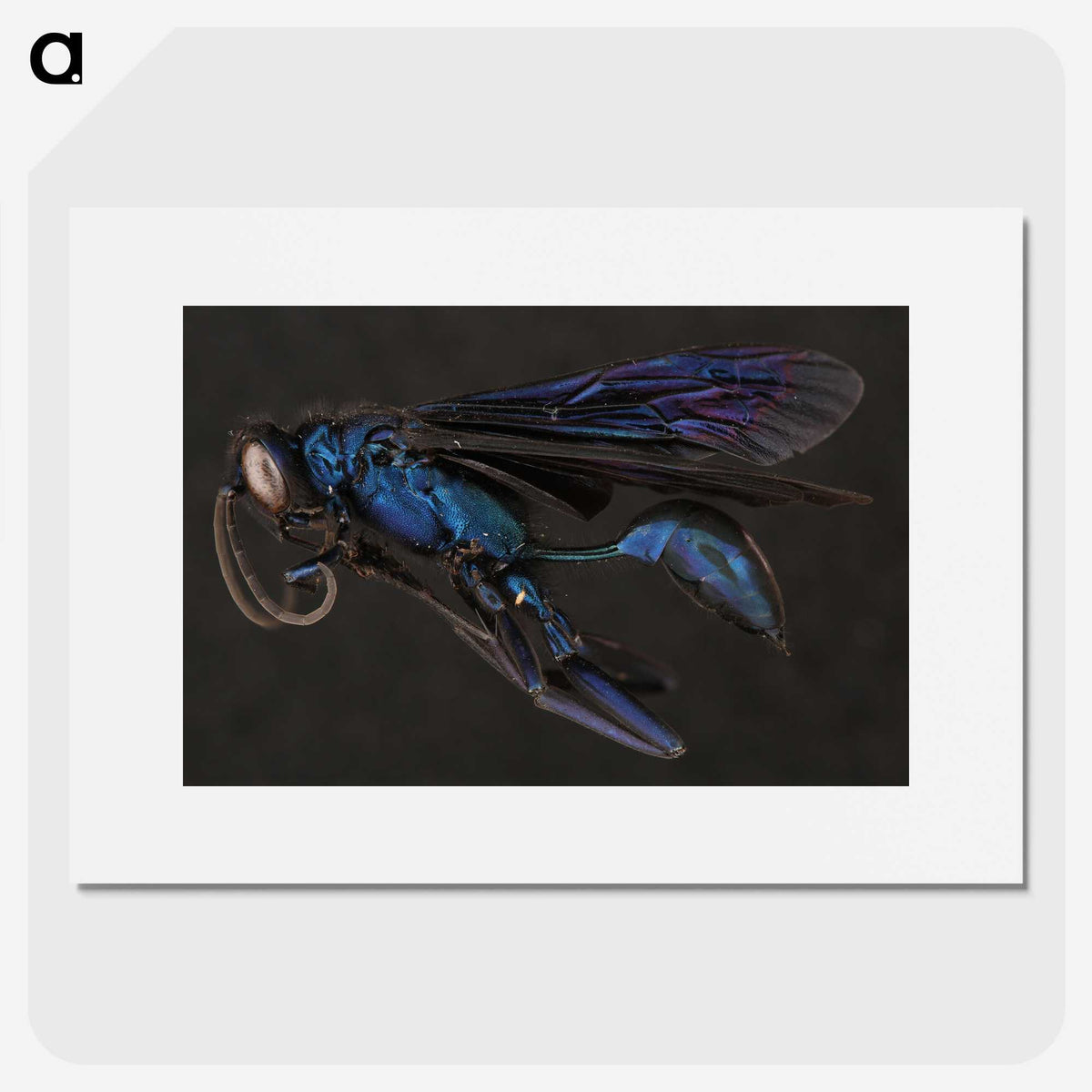 1-77_Insects-Unlocked-Project_picture