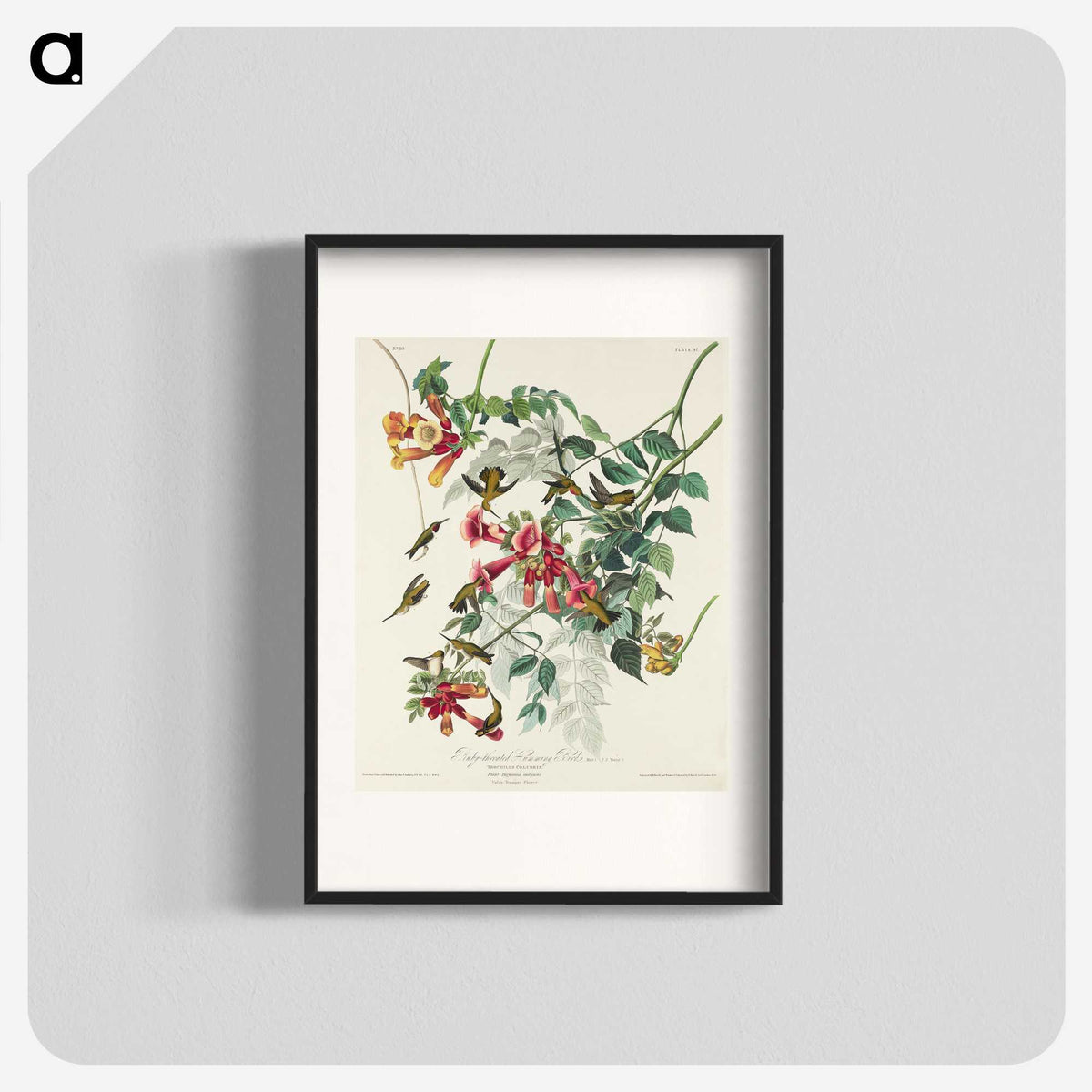 1-77_John-James-Audubon_blk