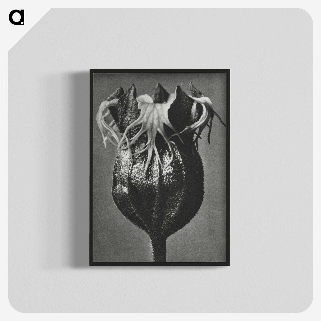 1-77_Karl-Blossfeldt_blk-crop