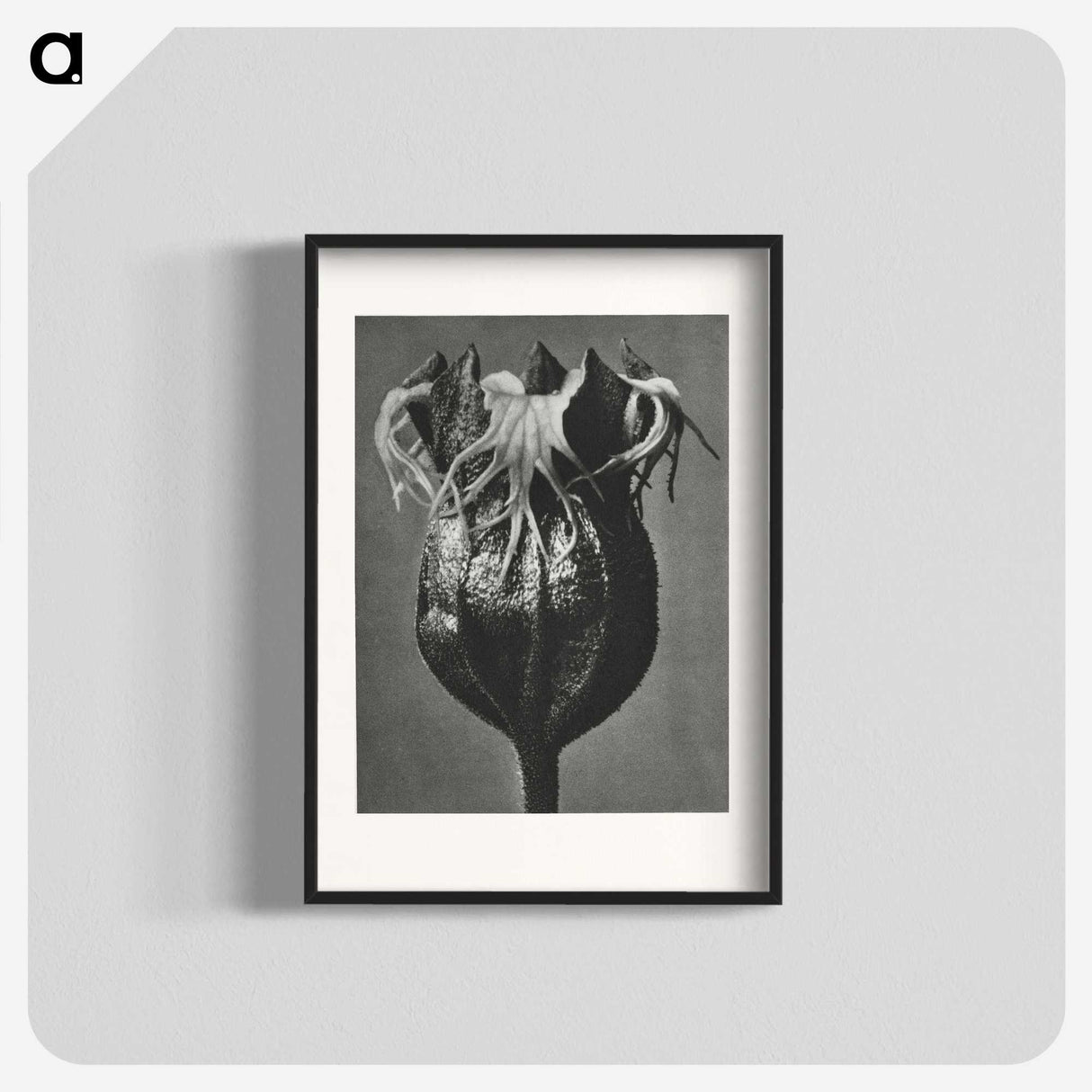1-77_Karl-Blossfeldt_blk