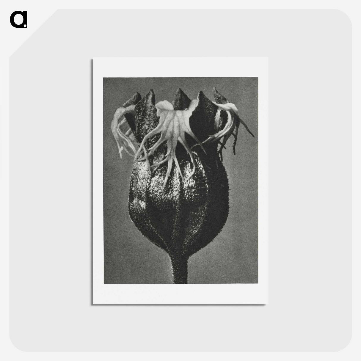 1-77_Karl-Blossfeldt_hagaki